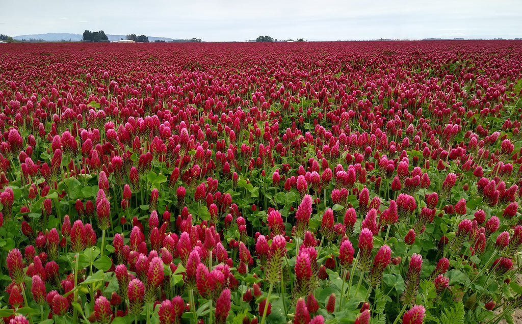 Crimson Clover, Organic (LOCAL PRODUCT), 50 lb